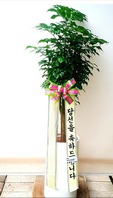녹보수
